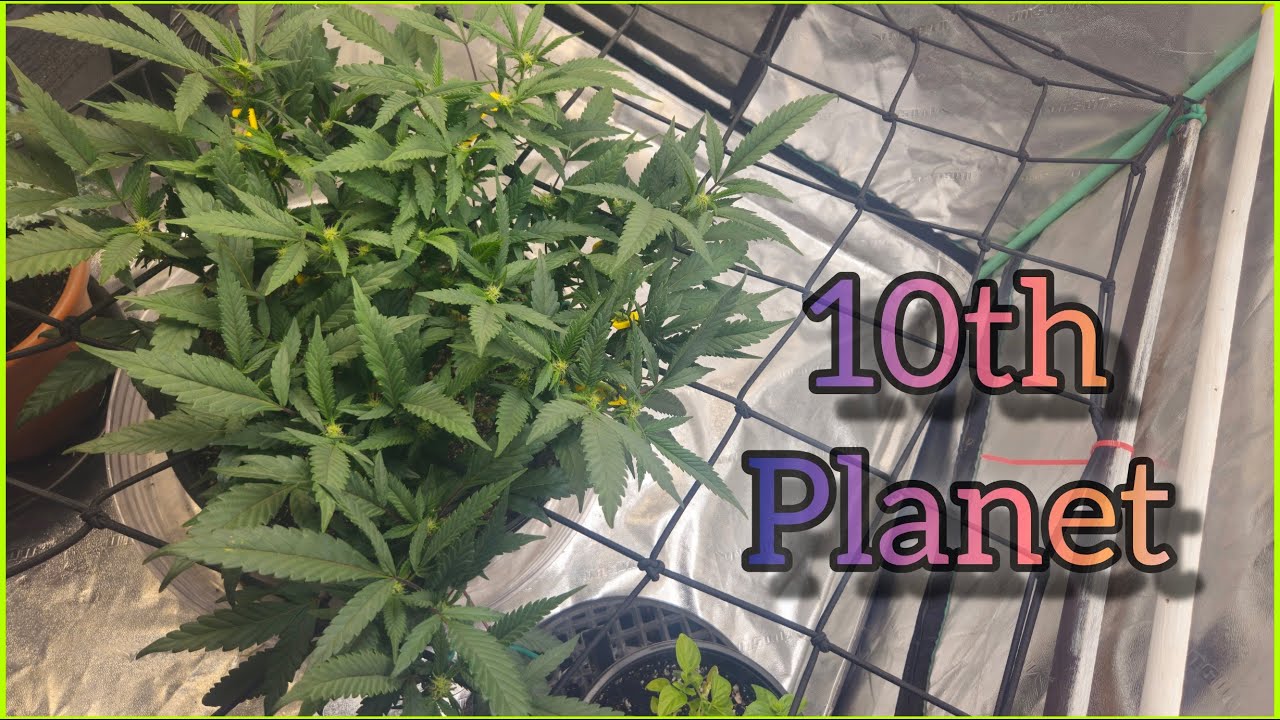 Ethos 10th Planet end of week 2 of flower - The Friendly Grower