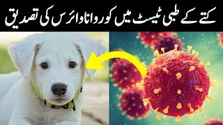 Coronavirus: Dog Medical Tests Confirm Coronavirus In Urdu/Hindi