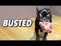 Caught This Tiny Dog Stealing A Huge Steak Red-Handed! | FUNNIEST Pets Of The Week
