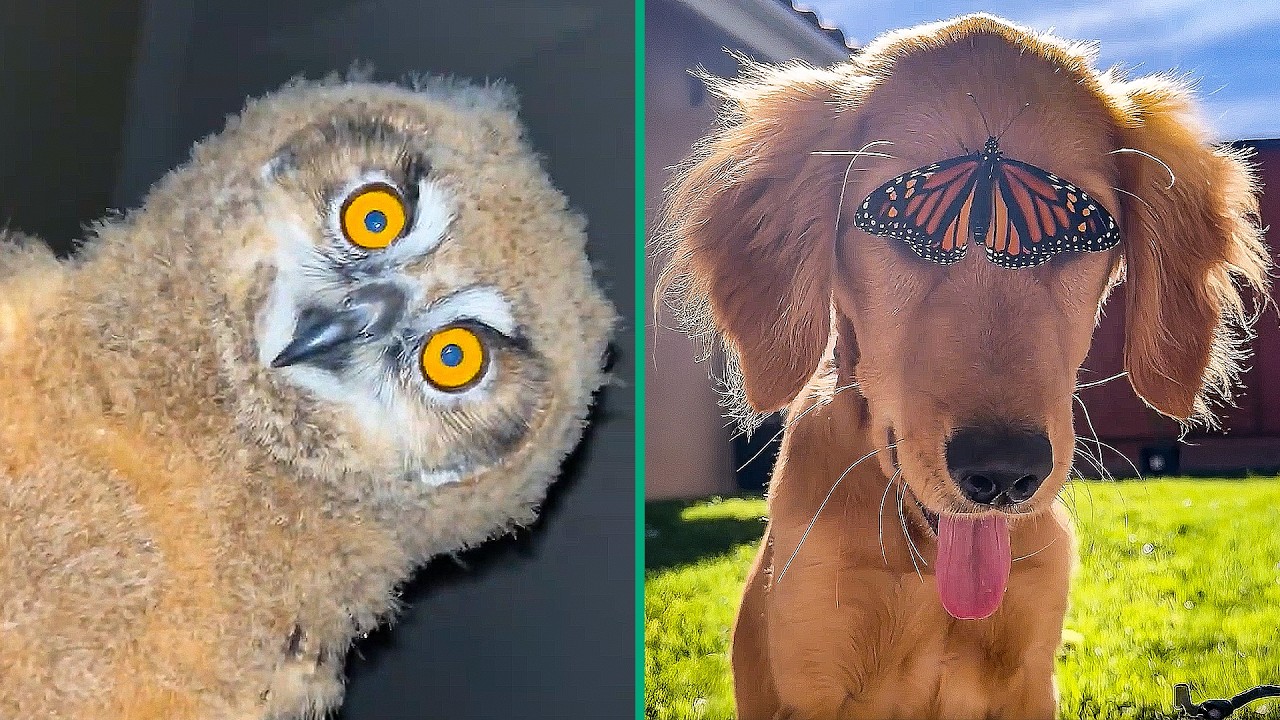 Crazy animal moments caught on camera 💥🦉🔥 | best funny animal video compilation