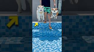 From Walking to Swimming… Who Wins This Challenge?🐶🏊‍♂️#shortvideo