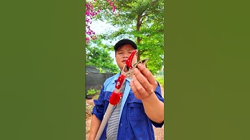 Cắt cành, hái quả trên cao không cần thang #bonsaishop