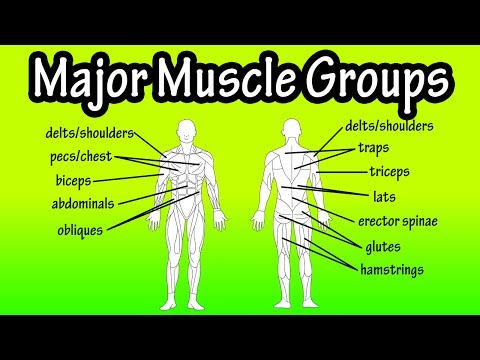 Major Muscle Groups Of The Human Body