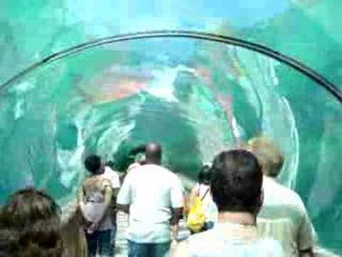 Aquarium Tunnel - Atlantis Hotel - Bahamas