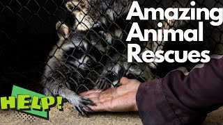 ANIMALS THAT ASKED PEOPLE FOR HELP / ANIMAL RESCUES by EARTH TRACE No views 1 year ago 9 minutes, 29 seconds