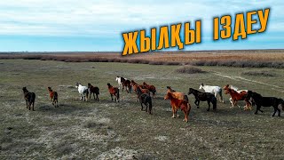 Жылқыларды іздеп. Үйдегі аттар қашып кетті