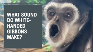 What Sound Does A White-Handed Gibbon Make?
