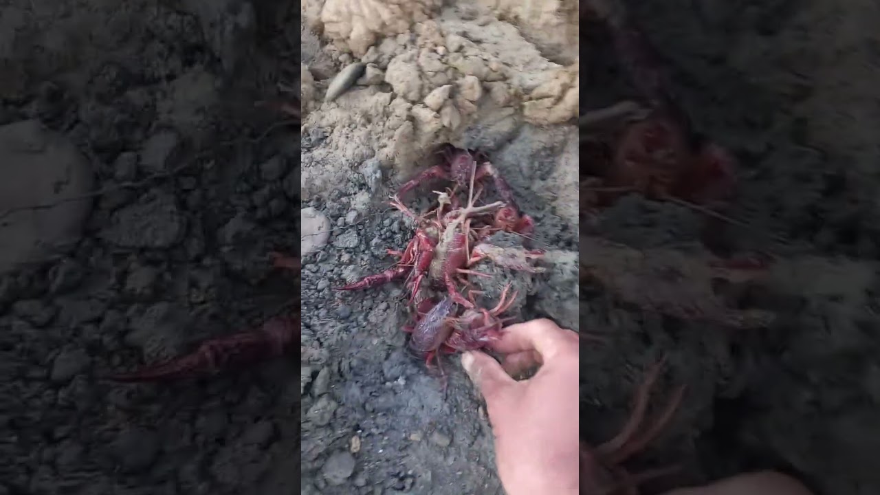 جمع لانكوس باليد