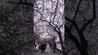 Cherry 🌸 Blossom Kungsträdgården 🇸🇪 #Stockholm #Kungsträdgården #Cherry #Flowers #Vlog #Trending