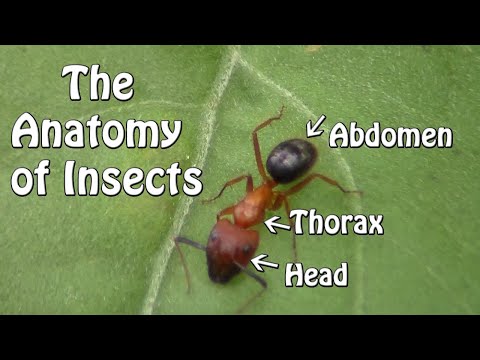 Layers Insect What Section Of An Insects Body Are The Legs
