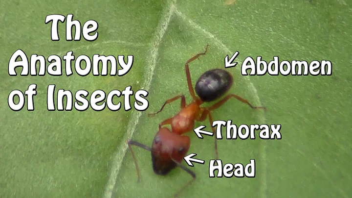 The Anatomy of Insects - DayDayNews