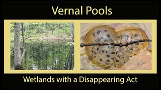 Vernal Pools: Wetlands with a Disappearing Act
