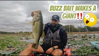 Kayak Bass Fishing- Buzz Bait Wakes a Sleeping Giant! Day 2 on
