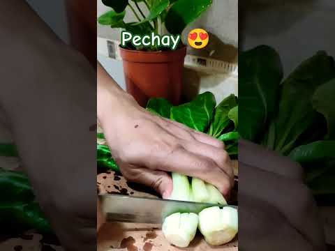 Pechay Cutting for