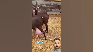 ماعز المورسيانو Sheepandgoats Homesheephome Sheepworld Bigsheep ترند Cowgoat 