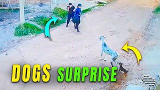 Two Boys Upsets Two Small Dogs Then Gets Surprised by a Big Dog