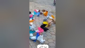 سورة الأعلى تلاوة خاشعة للقارئ هشام الهراز
