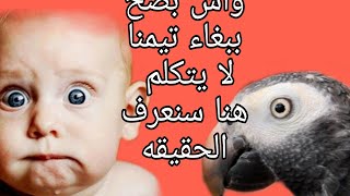 تعرف على مزايا ببغاء تيمنا #وسلبيات #هل مناسب# للتربيه في المنازل#