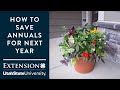 How to Save Your Annuals for Next Year