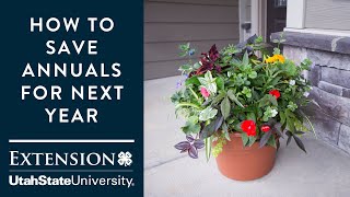 how to save your annuals for next year