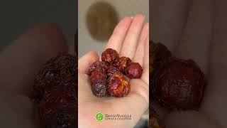 🍒 PIMENT WIRI-WIRI - PIMENT CERISE D'EXCEPTION DES CARAÏBES 🌶️ www.davidvanille.com