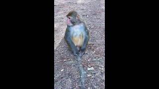 Information LIVE: Wild Mountain Monkeys Being Their Hilarious Selves 🐒 Update