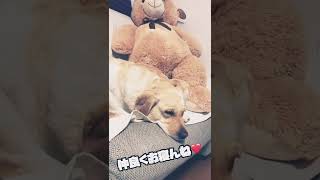 愛犬が新しいぬいぐるみと仲良くなるまで…