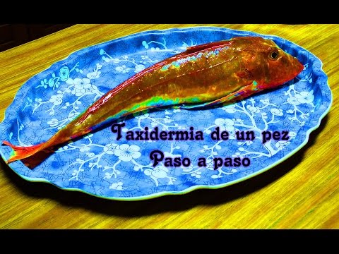 Taxidermia de un pez, Paso a Paso