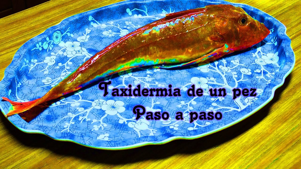 Taxidermia de un pez, Paso a Paso