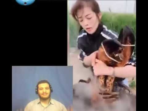 بنت تعذب استاكوزا ضخمة وهى حية اغرب الاكلات الصينية 