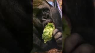How Many Bites Does It Take You To Eat A Lettuce? #Gorilla #Asmr #Mukbang #Eating