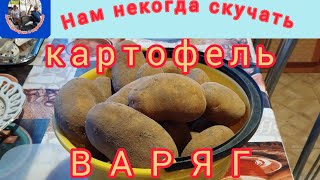 Картофель ВАРЯГ