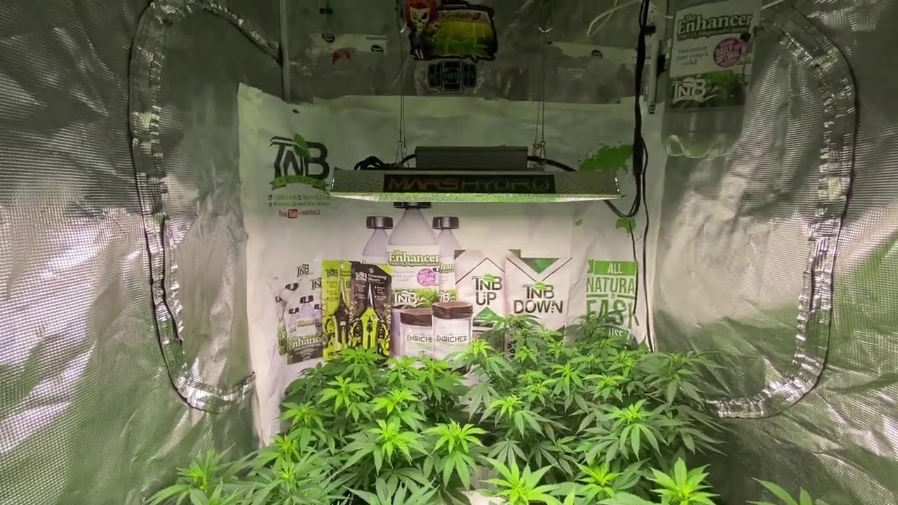 Mars Hydro Cup Crop Kings Mango Kush wk 12 veg  Mars Hydro Ts1000 TNB Naturals, AC INFINITY