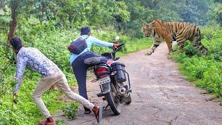 tiger attack man in the forest | tiger attack in jungle, royal bengal tiger attack