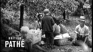 Plum Harvest In Evesham (1937) screenshot 3