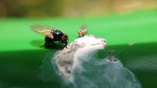Funny looking Flies Macro Video insect screenshot 4