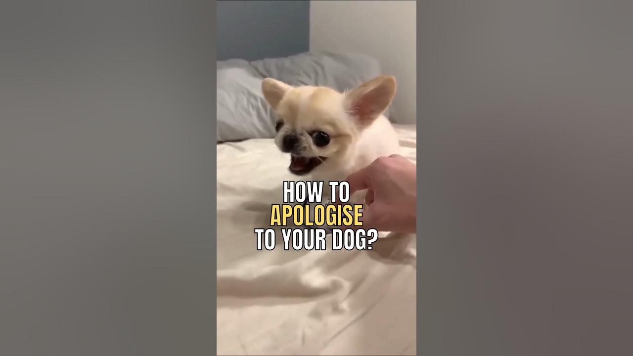 How To Apologise To Your Dog? #Dog #Pet #Interestingfacts #Youdidntknow  #Doglover #Facts - Youtube