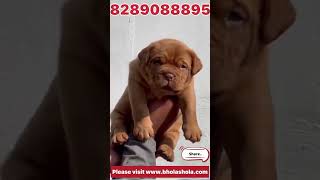 World’s Biggest Dogue de Bordeaux #puppy #frech #mastiff #dog #viral #trending #shorts