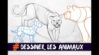 Dessiner Les Animaux Technique De Base