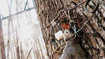 How to set a Tree Set trap for Squirrel - Conibear 110