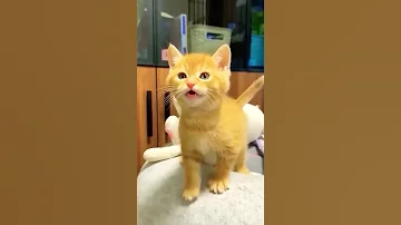 قطط موشى Cat النظافه Cute موسيقار Kitten الجيلي Funny المراه الظروف Cutecat 