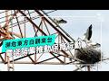 東方白鸛來台記：從人工巢塔到高壓電塔的保育行動 (公視我們的島 第1370集 2026-08-10)