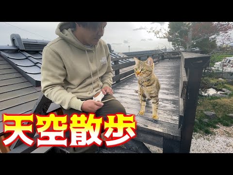 天空テラスを初めて散歩するみーちゃん