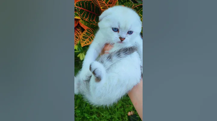 Video 11218111: scottish chinchilla cat kitten, kitty kitten cat scottish, cutecat scottish, cute kitten scottish, pets scottish, lovely scottish, kitty pets cutecat animals