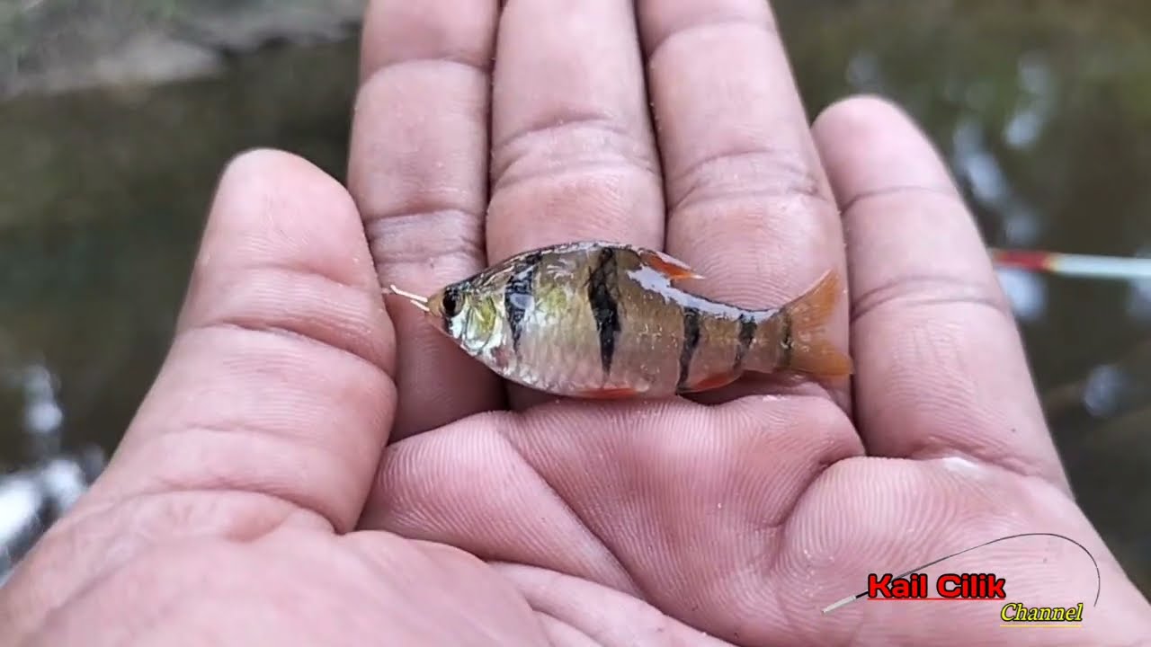 micro fishing tanago mancing wader hias di parit kecil