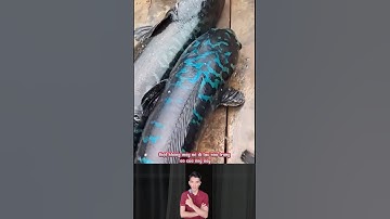 Cá lóc bông khổng lồ mắc kẹt vào máy bơm