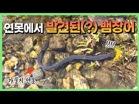 연못에서 <strong>뱀장어</strong> 양식이 성공할까요?!!
