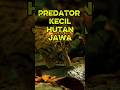Predator Mini dari Dalam Hutan #shorts #edukasi #hewan #kucing #kucinghutan #wildlife #afrika