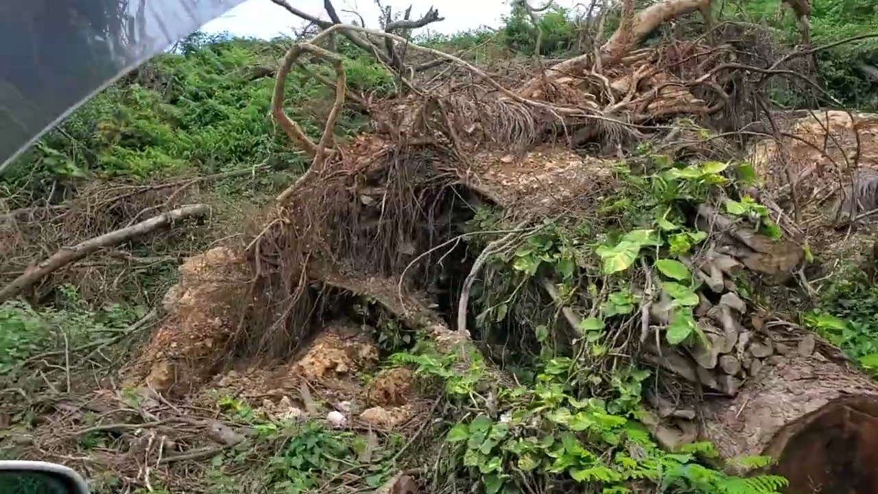 Спуск с длинного холма в сторону Монтего-Бей, 2 января.