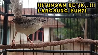 Pancingan Cigun Bahan Agar Bunyi Langsung Ngebren Paling Ampuh